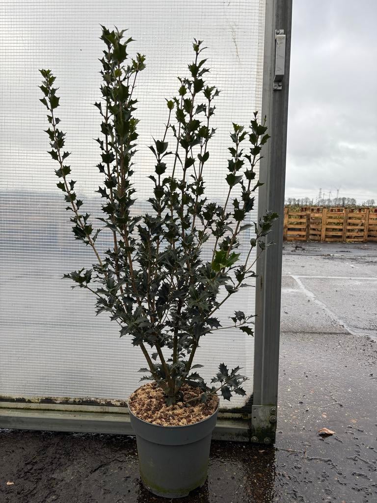 Osmanthus heterophyllus, Tuin en Terras, Planten | Tuinplanten, Overige soorten, Vaste plant, Ophalen of Verzenden, Halfschaduw