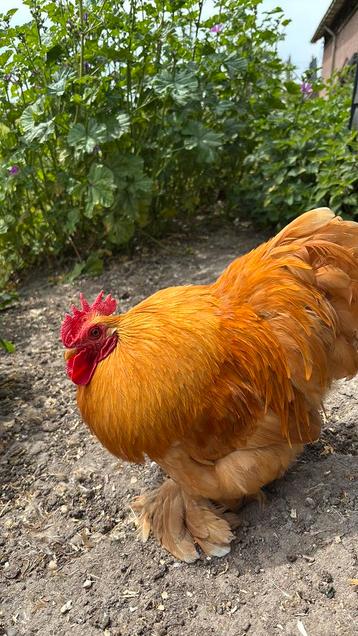 Broedeitjes cochin buff beschikbaar voor biedingen