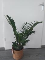 Kamerplant Zamioculcas met Mand - 70cm hoog, Vaste plant, Bloeit niet, Halfschaduw, Ophalen