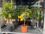Citrus limon citroenboompjes, Tuin en Terras, Planten | Bomen, Olijfboom, Ophalen