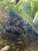Oranje/ gele garnalen, Kreeft, Krab of Garnaal