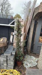 Plant bougevilla, Tuin en Terras, Planten | Bomen, Ophalen of Verzenden, Volle zon, Overige soorten, Minder dan 100 cm
