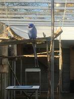 Halsbandparkiet, Mannelijk, Parkiet