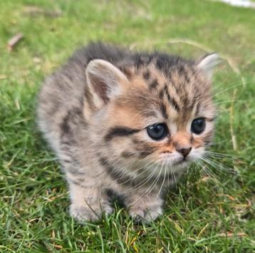 Prachtige kittens perzische x Britse korthaar beschikbaar voor biedingen