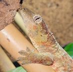 Chahoua gekko vrouw NK 2022, Hagedis, 3 tot 6 jaar