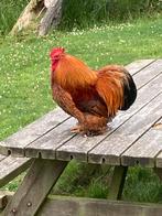 Cochin haan, Dieren en Toebehoren, Mannelijk, Kip