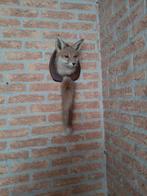 Opgezette vossenkop aan houten schild, Ophalen of Verzenden