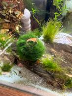 Cpo aquarium kreeftjes, Dieren en Toebehoren, Vis