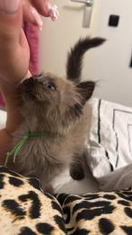 raszuivere ragdoll kittens MOGEN METEEN WEG, Dieren en Toebehoren, Katten en Kittens | Raskatten | Langhaar, Meerdere dieren, Gechipt