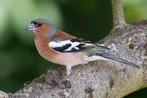 VINK, BOTVINK,BOEKVINK 2025, Dieren en Toebehoren, Meerdere dieren, Wildzangvogel, Geringd