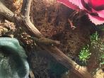 Compleet terrarium met 2 gekko’s, Dieren en Toebehoren, Reptielen en Amfibieën, Hagedis, Met terrarium, 3 tot 6 jaar