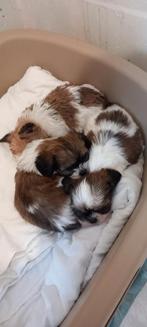 Pups 2 teefjes 1 reutje shih tzu/jackrussel zie advertentie, Dieren en Toebehoren, 8 tot 15 weken, Meerdere, Meerdere dieren, Nederland