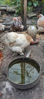 Cochin kriel, Dieren en Toebehoren, Vogels | Overige Vogels, Vrouwelijk