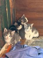 Boerderij kittens, Dieren en Toebehoren