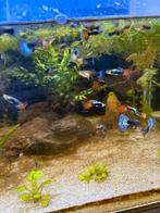 Prachtige Kweekkoppels HB Any Colour guppen voor maar €5,00, Dieren en Toebehoren, Vissen | Aquariumvissen, Vis, Zoetwatervis