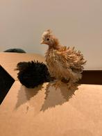 Hen & haan krulveer, Dieren en Toebehoren, Pluimvee, Meerdere dieren, Kip