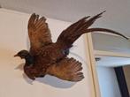 Taxidermie opgezette fazant, Verzamelen, Ophalen