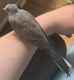 Diamantduif, Dieren en Toebehoren, Vogels | Duiven, Geslacht onbekend