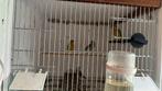 13 Kanaries met vogelkooi, Dieren en Toebehoren, Vogels | Overige Vogels, Meerdere dieren, Tropenvogel