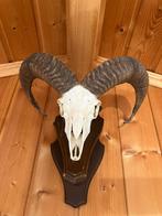 Mouflon gewei op houten plaat, Ophalen, Nieuw
