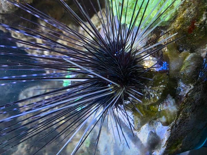 Compleet nano zeeaquarium MOET ZSM WEG!, Dieren en Toebehoren, Vissen | Aquaria en Toebehoren, Gebruikt, Gevuld zeewateraquarium