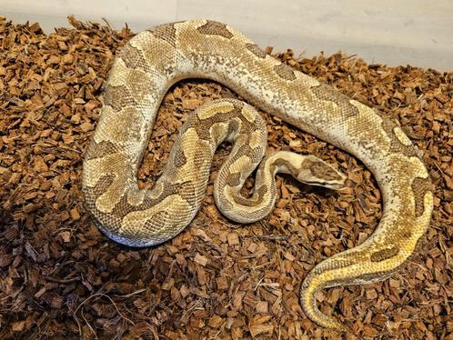 Actie! - Super Enchi Fire Blaze Koningspython kweekvrouw, Dieren en Toebehoren, Reptielen en Amfibieën, Slang, 3 tot 6 jaar