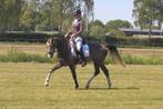 Apparte talentvolle ruin, Dieren en Toebehoren, Paarden, Gechipt, Ruin, Dressuurpaard, 3 tot 6 jaar