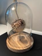 Opgezette kogelvis / egelvis (taxidermie) onder glazen stolp, Ophalen, Zo goed als nieuw
