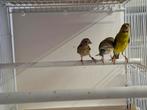 Koppel raza tekoop, Dieren en Toebehoren, Vogels | Kanaries, Meerdere dieren