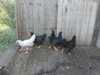 Kippen, Dieren en Toebehoren, Pluimvee, Meerdere dieren, Kip