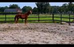 Mooie jaarling hengst te koop, Dieren en Toebehoren
