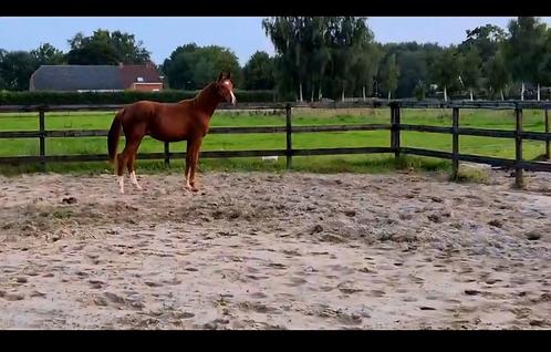 Mooie jaarling hengst te koop, Dieren en Toebehoren, Paarden