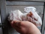 Tk wit lunkarya beertje, Cavia, Mannelijk, Tam, September
