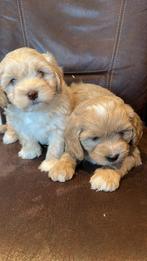 Boompoo pups nog 1 reutje beschikbaar, Parvo, Nederland, 8 tot 15 weken, Eén hond