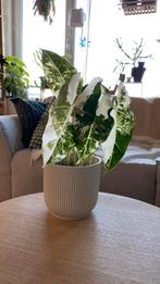 Alocasia Frydek Variegata, Ophalen of Verzenden, Halfschaduw, Minder dan 100 cm