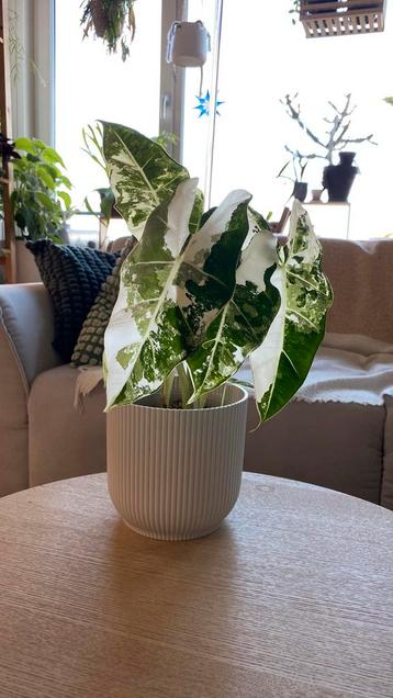 Alocasia Frydek Variegata beschikbaar voor biedingen
