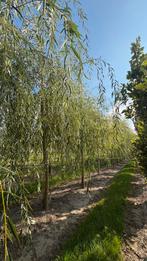 Treurwilgen bomen in soorten en maten, Tuin en Terras, Ophalen of Verzenden, Bloeit niet, Volle zon, Overige soorten