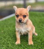 Te koop leuke chihuahua x dwergkees pup, Dieren en Toebehoren, Honden | Niet-rashonden, Nederland, Reu, 8 tot 15 weken, Eén hond