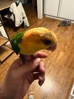 totaal 650, Geslacht onbekend, Parkiet