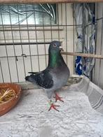 Postduif ( doffer), Mannelijk, Postduif