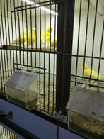 Kanaries, Dieren en Toebehoren, Vogels | Kanaries, Meerdere dieren, Kleurkanarie