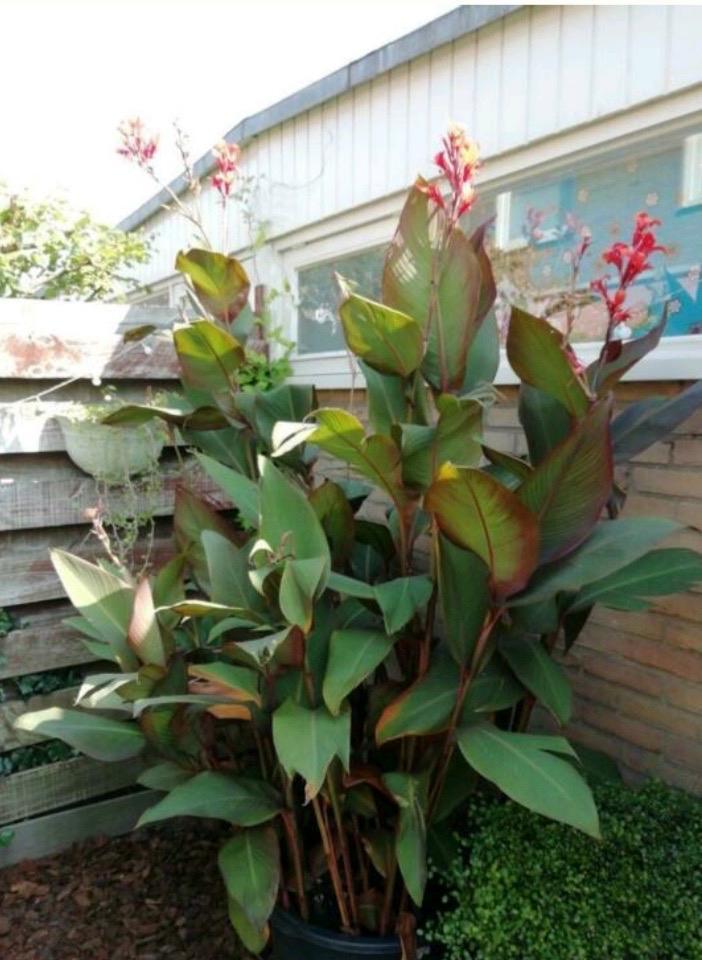 Canna Indica Zaden - Tropische Schoonheid!, Tuin en Terras, Bloembollen en Zaden, Zaad, Voorjaar, Volle zon, Ophalen