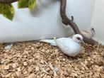 Onverwant koppel EF witstuit bruin topaas x bruin topaas, Dieren en Toebehoren, Vogels | Duiven, Meerdere dieren, Overige soorten