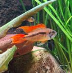 Apistogramma cacatuoides orange, Dieren en Toebehoren, Vissen | Aquariumvissen, Vis, Zoetwatervis