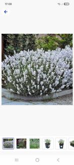 16 stuks witte lavendel..1 euro per stuk, Ophalen of Verzenden, Zomer, Overige soorten, Volle zon