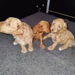 Mini australian labradoodle pups, Dieren en Toebehoren, Honden | Niet-rashonden, Rabiës (hondsdolheid), 8 tot 15 weken, Meerdere