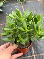 Crassula, Ophalen of Verzenden, Overige soorten, Minder dan 100 cm