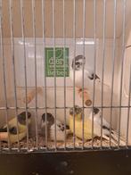 Gloster mannen, Dieren en Toebehoren, Mannelijk