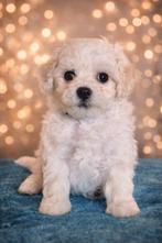 # Prachtige Bichon Frise puppies #, Parvo, Nederland, Overige rassen, 8 tot 15 weken