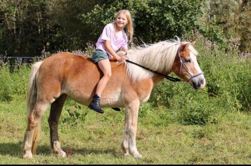 gezocht verzorg pony/paard om mee te lessen, Dieren en Toebehoren, Paarden en Pony's | Verzorgingsproducten, Ophalen of Verzenden